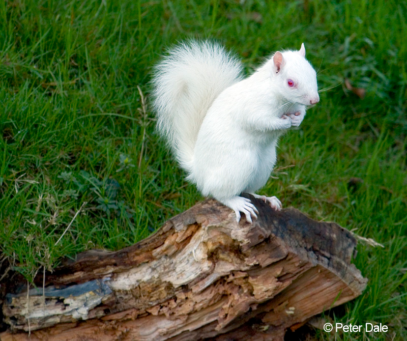 White squirrel
